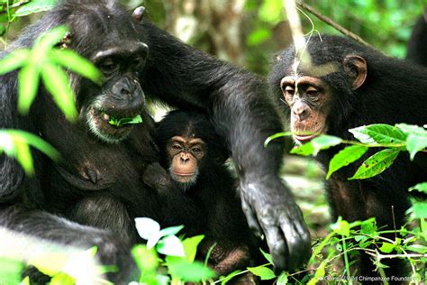 why are we similar to chimpanzees